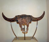 Bison Priscus